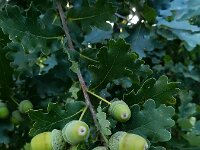 Quercus robur 83, Zomereik, Saxifraga-Ed Stikvoort