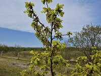 Blosomming Pedunculate oak (Quercus robur) with female flowers  Blosomming Pedunculate oak (Quercus robur) with female flowers : pedunculate oak, oak, tree, quercus robur, quercus, female, green, leaf, leaves, branch, twig, twigs, flower, flowers, flowering, in flower, bloom, blooming, in bloom, growth, color, beautiful, beauty, beauty in nature, plant, plants, botany, vascular plant, flora, floral, nature, natural, blossom, blossoming, in blossom, wild, wildflower, spring, springtime