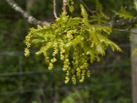 Quercus robur 86, Zomereik, Saxifraga-Jan van der Straaten