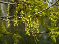 Quercus robur 87, Zomereik, Saxifraga-Jan van der Straaten