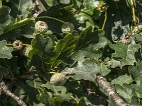 Quercus robur 88, Zomereik, Saxifraga-Jan van der Straaten