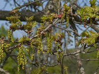 Quercus robur 89, Zomereik, Saxifraga-Jan van der Straaten