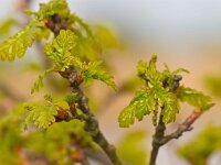 Quercus robur 9, Zomereik, Saxifraga-Rudmer Zwerver  De uitlopende verse bladeren van een eik in de lente : Quercus robur, Quercus, Zomereik, eik, blad, bladeren, uitlopend, vers, jong, verse, uitlopende, boom, boomblad, lente, mei, voorjaar, wilde, wild, natuur, bomen, bos