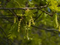 Quercus robur 90, Zomereik, Saxifraga-Jan van der Straaten