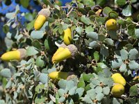 Quercus rotundifolia 6, Saxifraga-Tom Heijnen