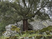 Quercus suber 72, Kurkeik, Saxifraga-Willem van Kruijsbergen