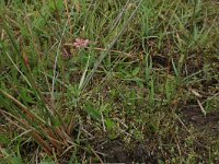 Radiola linoides 11, Dwergvlas, Saxifraga-Hans Boll