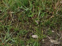 Radiola linoides 15, Dwergvlas, Saxifraga-Hans Boll