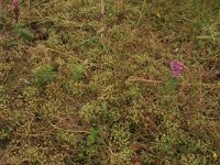 Radiola linoides 23, Dwergvlas, Saxifraga-Hans Boll