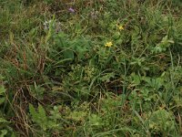 Radiola linoides 25, Dwergvlas, Saxifraga-Hans Boll