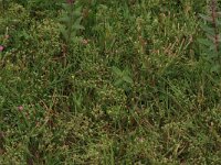 Radiola linoides 26, Dwergvlas, Saxifraga-Hans Boll