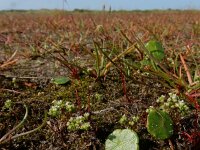 Radiola linoides 33, Dwergvlas, Saxifraga-Ed Stikvoort