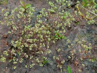 Radiola linoides 34, Dwergvlas, Saxifraga-Ed Stikvoort