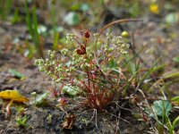 Radiola linoides 36, Dwergvlas, Saxifraga-Ed Stikvoort