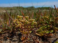 Radiola linoides 37, Dwergvlas, Saxifraga-Ed Stikvoort