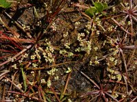 Radiola linoides 38, Dwergvlas, Saxifraga-Ed Stikvoort