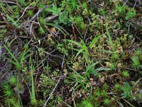Radiola linoides 44, Dwergvlas, Saxifraga-Hans Boll