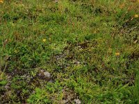 Radiola linoides 6, Dwergvlas, Saxifraga-Hans Boll