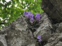 Ramonda serbica 2, Saxifraga-Harry Jans