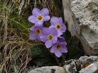 Ramonda serbica 3, Saxifraga-Harry Jans