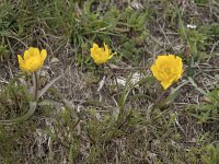 Ranunculus abnormis