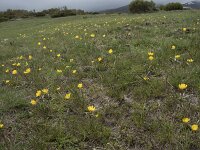 Ranunculus abnormis 2, Saxifraga-Willem van Kruijsbergen