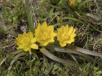 Ranunculus abnormis 3, Saxifraga-Willem van Kruijsbergen