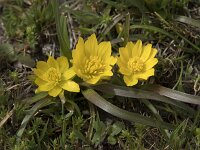 Ranunculus abnormis 4, Saxifraga-Willem van Kruijsbergen