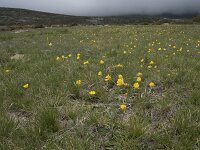 Ranunculus abnormis 5, Saxifraga-Willem van Kruijsbergen