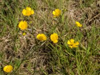 Ranunculus acris 56, Scherpe boterbloem, Saxifraga-Jan van der Straaten