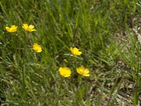 Ranunculus acris 57, Scherpe boterbloem, Saxifraga-Jan van der Straaten