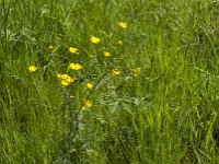 Ranunculus acris 58, Scherpe boterbloem, Saxifraga-Jan van der Straaten