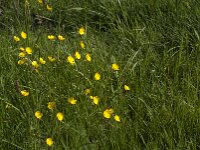 Ranunculus acris 59, Scherpe boterbloem, Saxifraga-Jan van der Straaten