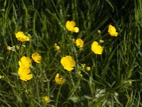 Ranunculus acris 60, Scherpe boterbloem, Saxifraga-Jan van der Straaten