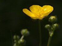 Ranunculus acris 61, Scherpe boterbloem, Saxifraga-Jan van der Straaten