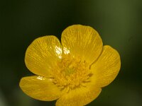 Ranunculus acris 62, Scherpe boterbloem, Saxifraga-Jan van der Straaten