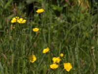 Ranunculus acris 63, Scherpe boterbloem, Saxifraga-Jan van der Straaten