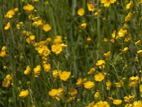 Ranunculus acris 64, Scherpe boterbloem, Saxifraga-Jan van der Straaten