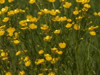 Ranunculus acris 65, Scherpe boterbloem, Saxifraga-Jan van der Straaten