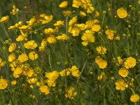 Ranunculus acris 66, Scherpe boterbloem, Saxifraga-Jan van der Straaten