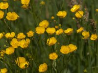 Ranunculus acris 67, Scherpe boterbloem, Saxifraga-Jan van der Straaten