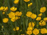 Ranunculus acris 68, Scherpe boterbloem, Saxifraga-Jan van der Straaten