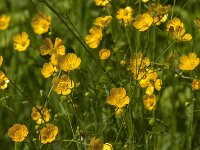 Ranunculus acris 71, Scherpe boterbloem, Saxifraga-Jan van der Straaten