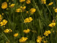Ranunculus acris 72, Scherpe boterbloem, Saxifraga-Jan van der Straaten