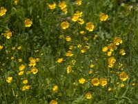 Ranunculus acris 73, Scherpe boterbloem, Saxifraga-Jan van der Straaten