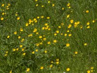 Ranunculus acris 74, Scherpe boterbloem, Saxifraga-Jan van der Straaten