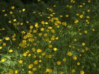 Ranunculus acris 75, Scherpe boterbloem, Saxifraga-Jan van der Straaten