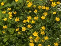 Ranunculus acris 76, Scherpe boterbloem, Saxifraga-Jan van der Straaten