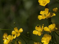 Ranunculus acris 77, Scherpe boterbloem, Saxifraga-Jan van der Straaten