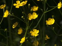 Ranunculus acris 78, Scherpe boterbloem, Saxifraga-Jan van der Straaten